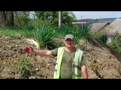 Видео: Посадка аллеи, укрепление склона юккой и цветами