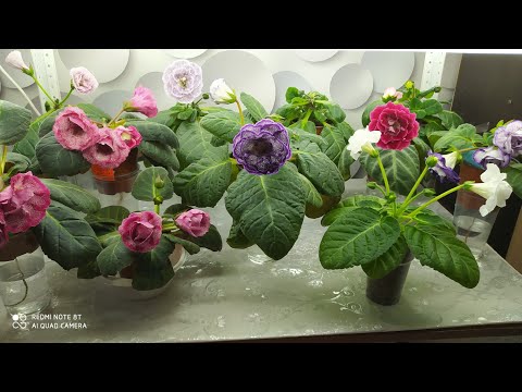 Видео: Глоксинии на фитильном поливе.От бутонов до цветения.