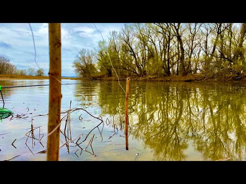 Видео: Эта снасть РАБОТАЕТ ВСЕГДА рыбалка весной на крупного карася 2022