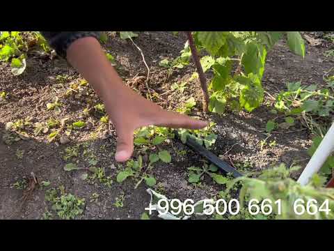 Видео: Малинанын кочотторун кантип кобойтобуз? Канча убакыттан кийин тубунон кочот алсак болот?…