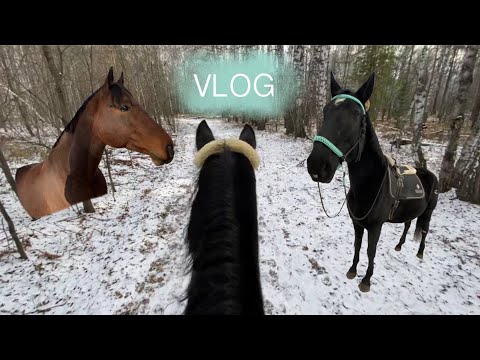 Видео: VLOG с КОНЮШНИ / рутина | Коноблог