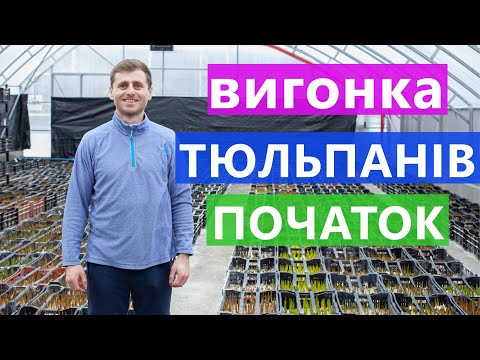 Видео: ВИГОНКА ТЮЛЬПАНІВ 🌹 В ТЕПЛИЦІ ✅ ПОЧАТОК