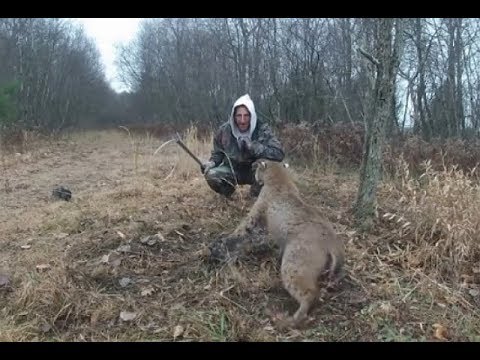 Видео: Спасение животных из браконьерских ловушек
