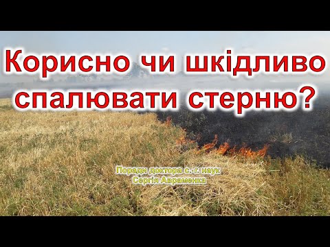 Видео: Корисно чи шкідливо спалювати стерню?