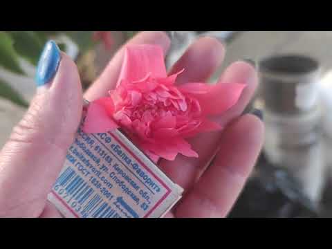 Видео: Бегония ампельная  в тени.