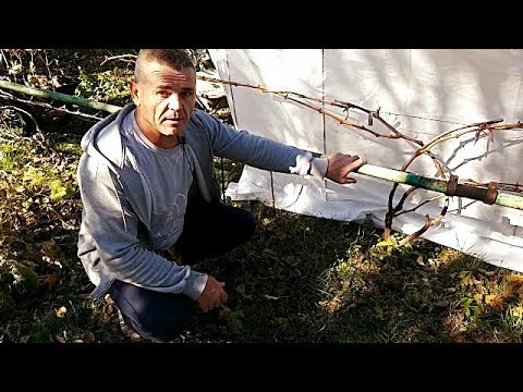 Видео: Обрезка трёхлетнего куста винограда,полный цикл.