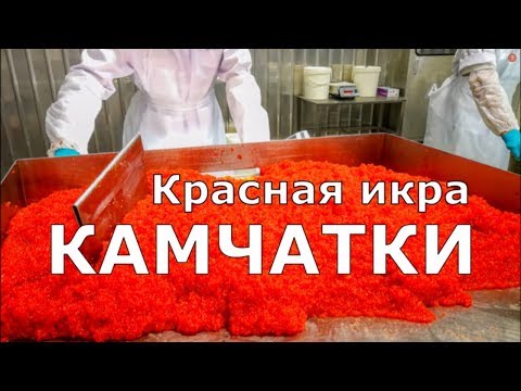 Видео: Красная икра КАМЧАТКИ