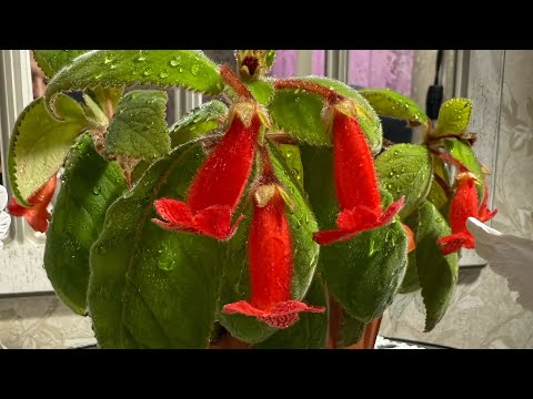 Видео: ПРО КОМНАТНЫЕ РАСТЕНИЯ 🪴