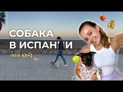 Видео: Домашнее животное в Испании 🐶🇪🇸 Расходы на содержание, Правила и Страховка