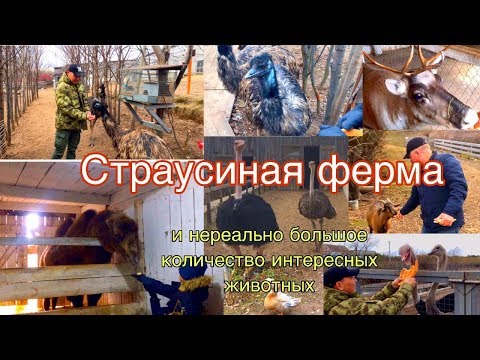 Видео: Страусиная Ферма и НЕРЕАЛЬНО много других питомцев!