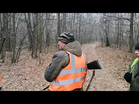 Видео: Охота на кабана. Ноябрь 2021.