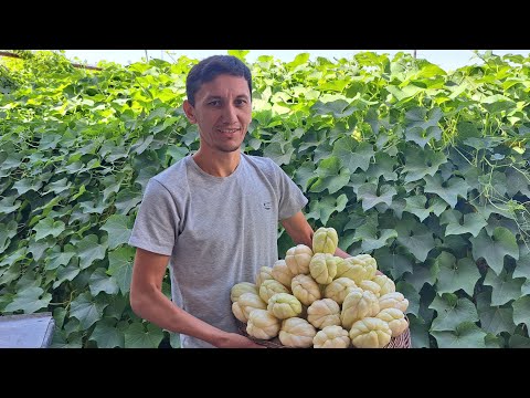 Видео: Тожикистонда етиштирилган ноёб мева