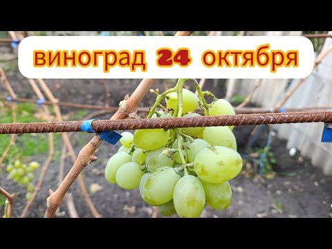 Видео: ВИНОГРАД 24 ОКТЯБРЯ. Что ещё осталось и как сохраняется.