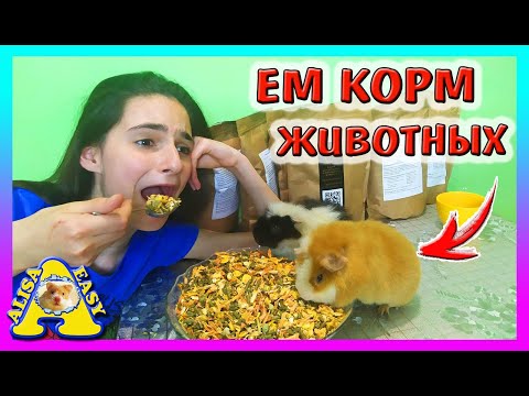 Видео: ЕДИМ КОРМ ДЛЯ ПИТОМЦЕВ МОРСКИХ СВИНОК, ДЕГУ, КРОЛИКОВ, ШИНШИЛЛ / ЕДА ДЛЯ ХОМКИ / Alisa Easy Pets