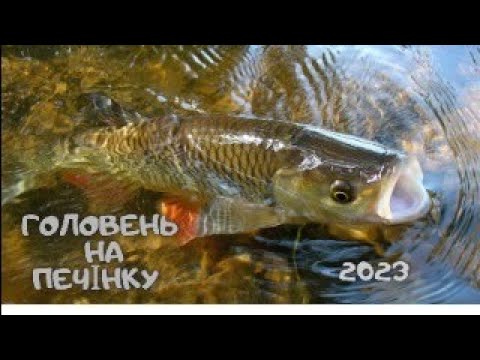 Видео: Ловля ГОЛОВНЯ (голавля) на ПЕЧІНКУ