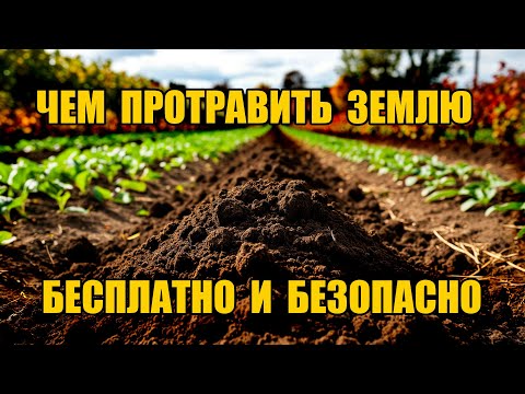 Видео: Чем протравить почву от болезней осенью - БЕСПЛАТНО и БЕЗОПАСНО
