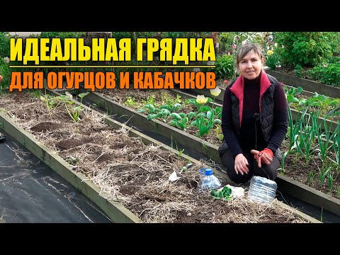 Видео: СУПЕР УРОЖАЙНАЯ ГРЯДКА ДЛЯ ОГУРЦОВ И КАБАЧКОВ ИЗ МУСОРА!