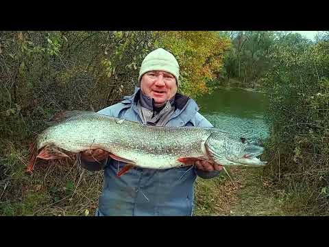 Видео: Северский Донец. Здесь водятся крокодилы). Щука 6 кг. 09.10.2023 #рыбалка