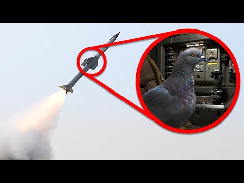 Видео: Армия Птиц, О Которой Вы Не Знали