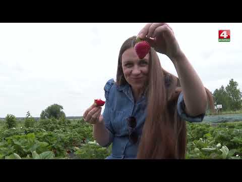 Видео: Передача "Деревенька" БТ4  в гостях у Клубничного хуторка, июль 2024г