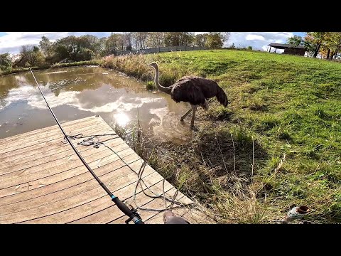 Видео: Страусы заболеют ! Купаться пошли ! Сенник готов ! ХУТОР В ЛЕСУ №854