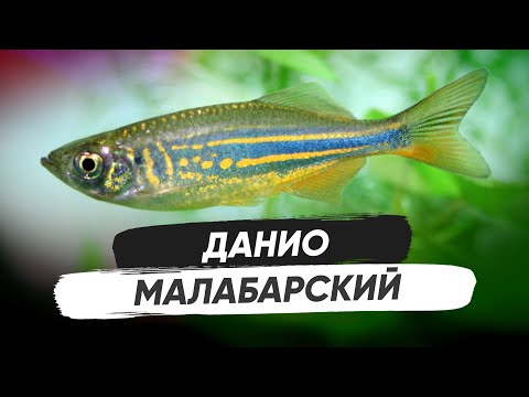 Видео: Данио Малабарский