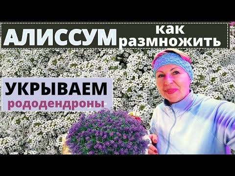 Видео: АЛИССУМ как размножить / РОДОДЕНДРОНЫ как укрыть / МЯТА как сохранить зимой/