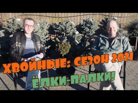 Видео: Ель на штамбе, виды, сорта, использование в ландшафтном дизайне сада