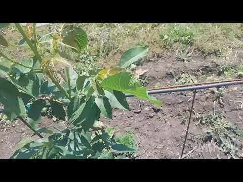 Видео: Июнь. Работы в молодом ореховом саду.