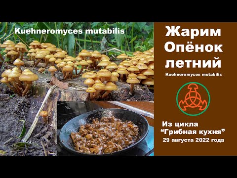 Видео: Жарим Опёнок летний! Грибная кухня 29 августа 2022 года.