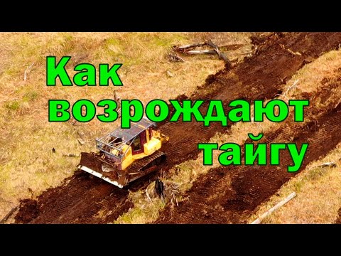 Видео: Как возрождают тайгу. Посадка леса в Николаевском районе Хабаровского края