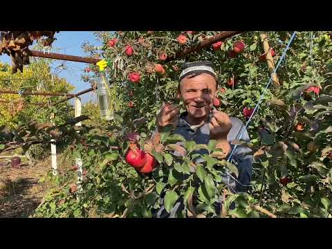 Видео: УЗУМ МЕВСИДАН ТИЛЛО ШАРОБ ЁКИ МУСАЛЛАС. ШИФОБАХШ