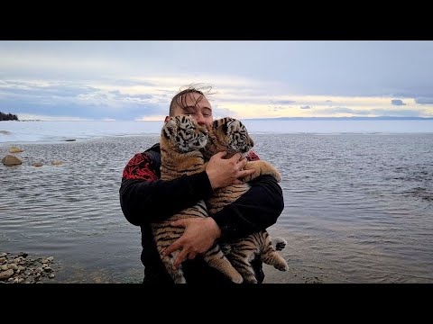 Видео: Тигрята На Байкале /Tiger Cubs on Baikal lake