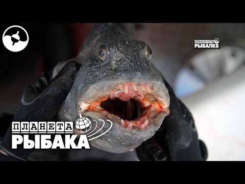 Видео: МОРСКИЕ МОНСТРЫ. Зубатка - страшная и вкусная! Ловим и готовим! | Планета рыбака ©