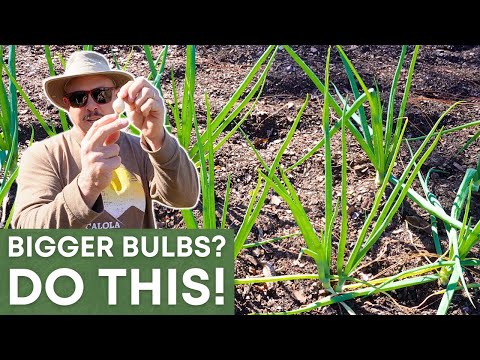 Видео: Секреты шалота: больше луковиц или более крупные луковицы?
