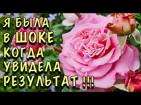 Видео: Я была ШОКИРОВАНА, увидя результат! Теперь ДЕЛАЮ ТАК КАЖДЫЙ ГОД! Коктейль для ОПРЫСКИВАНИЯ РОЗ 5 в 1