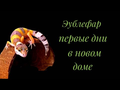 Видео: Эублефар. Первые дни в новом доме.