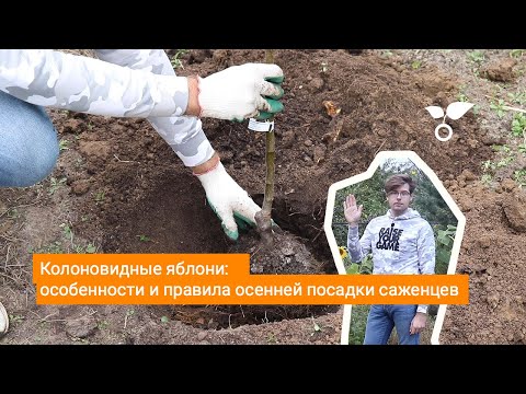 Видео: Колоновидные яблони: особенности и правила осенней посадки саженцев