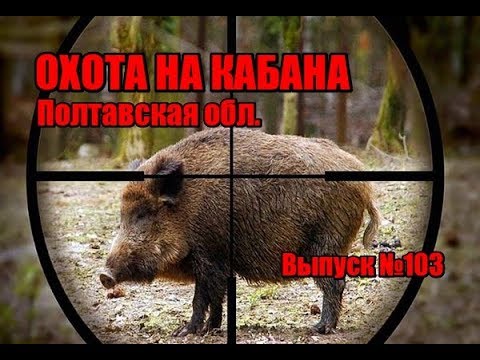 Видео: Охота на кабана | Полтавская область | Выпуск №103 (UKR)