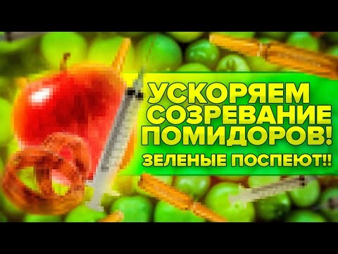 Видео: ЗЕЛЕНЫЕ ПОМИДОРЫ ПОСПЕЮТ, ЕСЛИ СДЕЛАТЬ ЭТО!