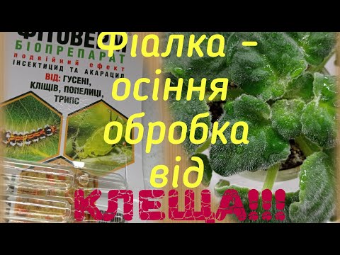 Видео: Фіалка - осіння обробка від клеща!