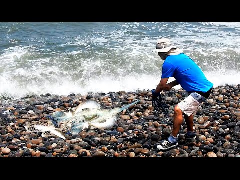 Видео: Дикое море таит в себе дар, и эти искусные рыбаки его находят.
