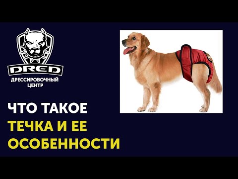 Видео: Течка у собак | Как часто | Сколько длится | Уход за собакой в течке |  Первая течка