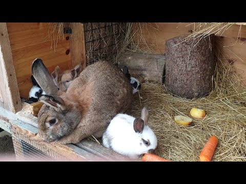 Видео: КРОЛИКИ🐰ОТВЕТЫ НА КОММЕНТАРИИ🐇РАЗВЕДЕНИЕ🐇СОДЕРЖАНИЕ 🐰🐰🐇🐰