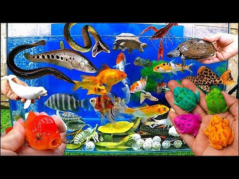 Видео: Невероятный улов: красочные аквариумные рыбки в маленьком пруду: кои, черепахи, пакманы, карпы, г...