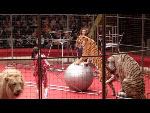 Видео: Цирк больших зверей. Казань.