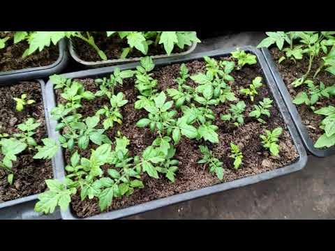 Видео: Какие сорта томатов я сажаю на продажу