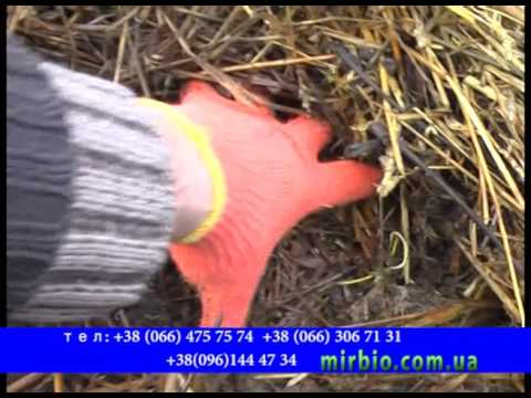 Видео: Разведение Червей Зимой   Мир Удобрений. Биогумус