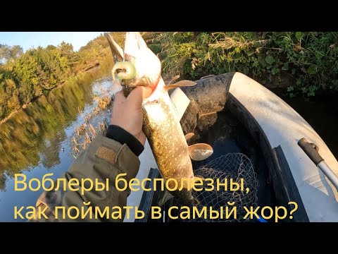 Видео: Применяю по щуке подсказки подписчиков. Особенности ловли щуки по очень чистой воде. И настал жор.