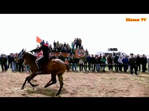 Видео: Аламан байга п.Шахан FullHD